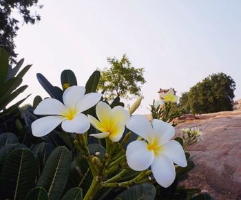 Low angle view of blooming tree against sky