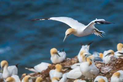 Seagulls flying over sea