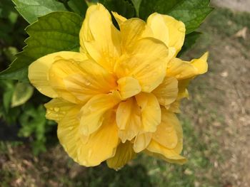 Close-up of yellow flower blooming outdoors