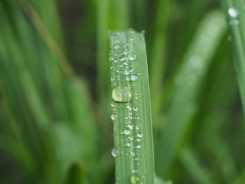 Close-up of water drops on blade of grass