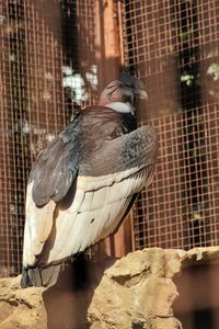 Close-up of bird in cage