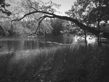 Scenic view of lake in forest