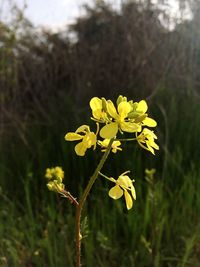 Close-up of yellow flowers blooming in field