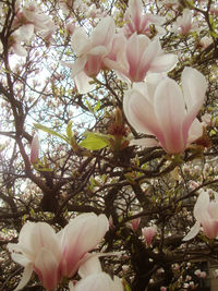 Close-up of pink flowers