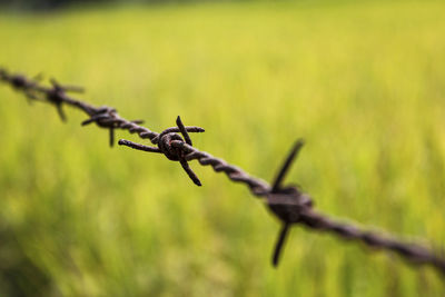 The lonely looking barbed wire fence of the rice fields