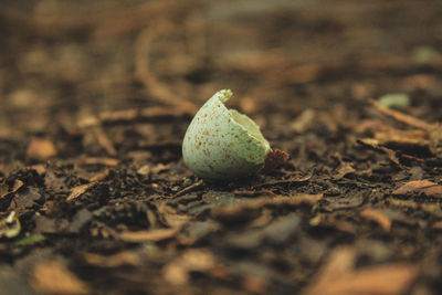 Close-up of lemon growing on land