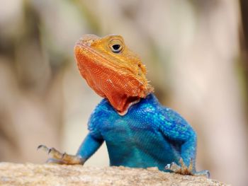 Close-up of blue lizard perching outdoors