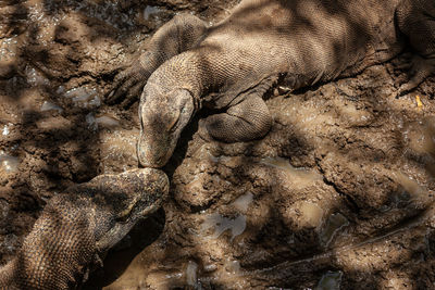 High angle view of crocodile in sea