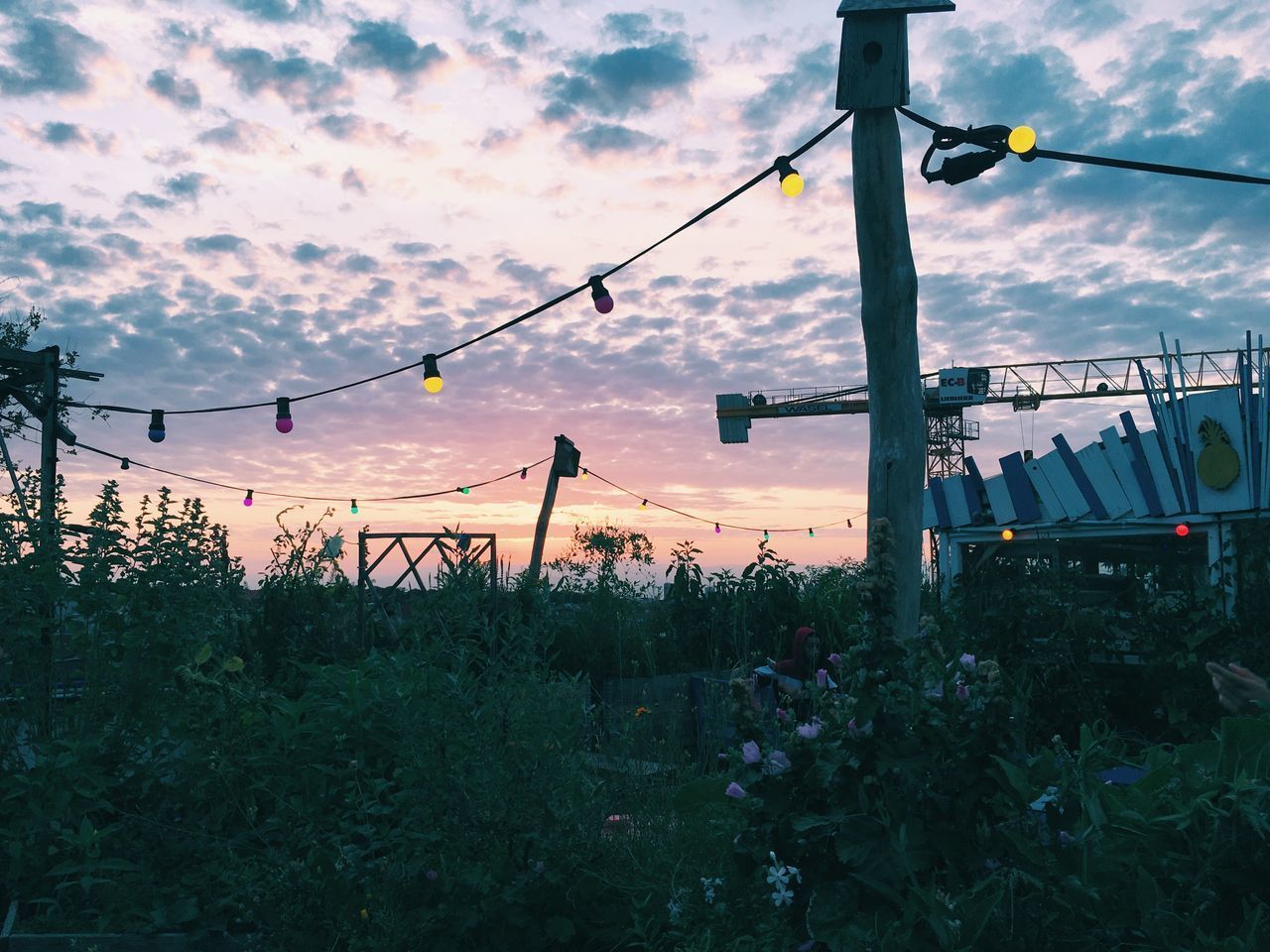 LOW ANGLE VIEW OF FLOWERING PLANTS AGAINST SKY