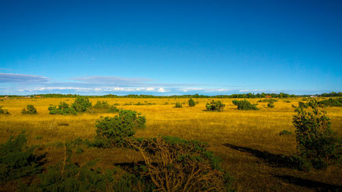 Scenic view of field against blue sky