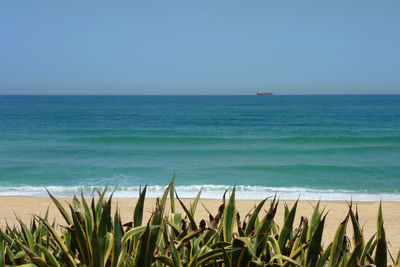 Plants growing at beach against clear sky