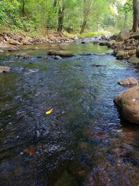 Scenic view of river in forest