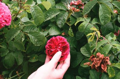 Cropped hand holding red flowering plant