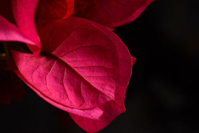 Close-up of red rose over white background