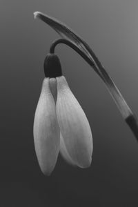 Close-up of flower over black background