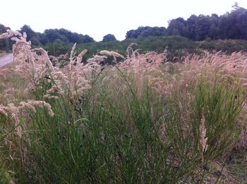 Scenic view of grassy field against sky