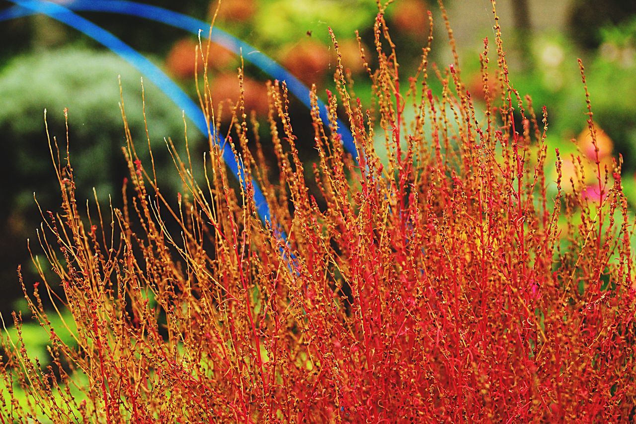 growth, plant, close-up, reed - grass family, nature, focus on foreground, beauty in nature, field, vibrant color, uncultivated, day, tranquility, fragility, growing, botany, outdoors, scenics, non-urban scene, wildflower, thorn, remote