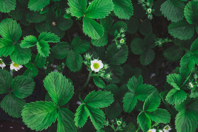 Strawberry bush with green leaves and white flowers in vegetable garden, fruit growing. top view