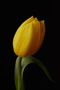 Close-up of yellow tulip against black background