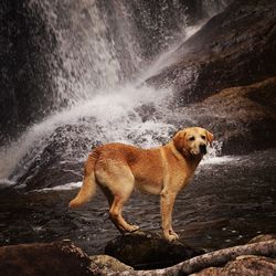 Dog in water