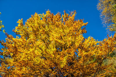 Low angle view of autumnal trees against clear blue sky