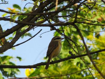 Low angle view of bird perching on tree against sky