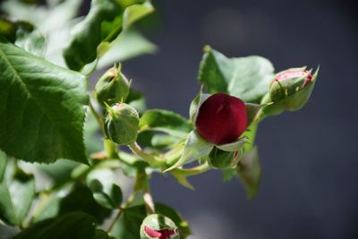 Close-up of fruits growing on tree