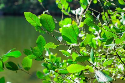 Close-up of green leaves growing on tree