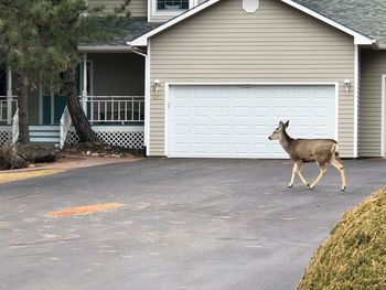 Dog outside house