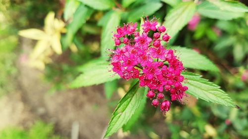 Close-up of pink flowers blooming outdoors