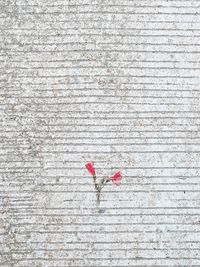 Directly above shot of red rose on table against wall