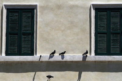 Residential facade. closed green shutters, pigeons on the windowsill