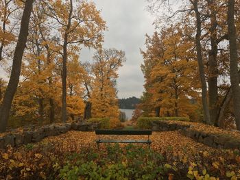 Trees in park during autumn