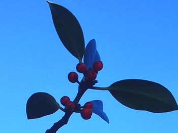 Low angle view of flowering plant against blue sky