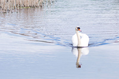 Swan swimming on lake