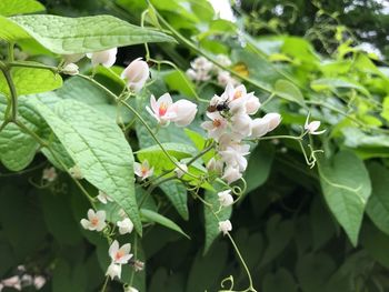 Close-up of white flowers blooming outdoors