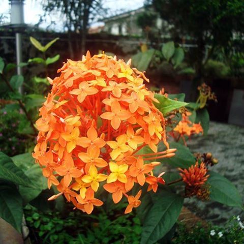 flower, freshness, fragility, petal, growth, flower head, plant, beauty in nature, focus on foreground, blooming, leaf, close-up, nature, orange color, in bloom, park - man made space, front or back yard, day, outdoors, yellow
