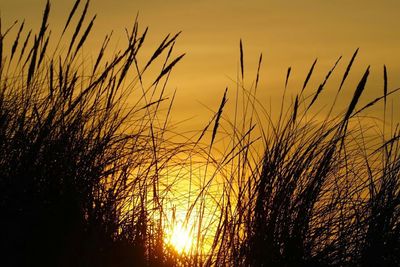Scenic view of sunset