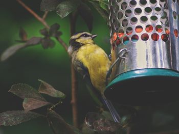 Close-up of bird perching on feeder