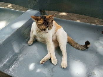 High angle view of cat resting