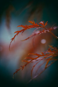 Close-up of plant leaves