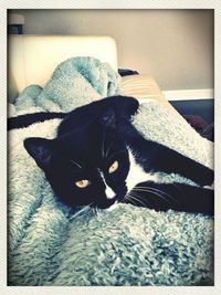 Portrait of cat lying on sofa