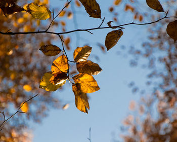 Low angle view of autumn leaves against sky