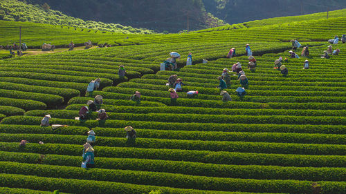 Tea harvest