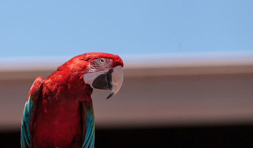 Close-up of red bird against sky