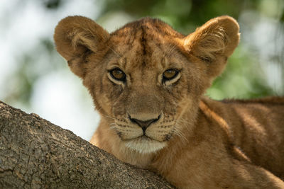 Close-up portrait of lion cub on branch