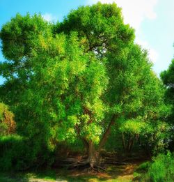 Trees growing in forest against sky