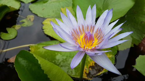 Close-up of lotus water lily in pond