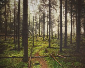 Trees in forest