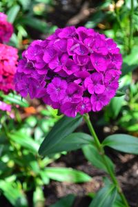 Close-up of purple flowers blooming